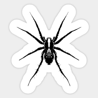 Wolf spider Sticker